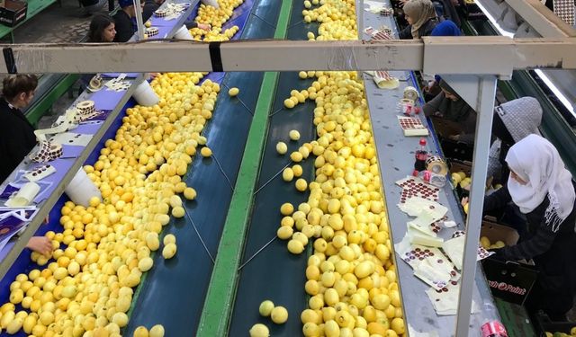 Türkiye’nin Limon İhracatı Rekora Koşuyor, Hedef 500 Milyon Dolar