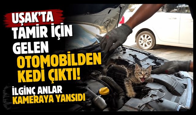 Uşak'ta Tamir İçin Gelen Otomobilden Kedi Çıktı! İlginç Anlar Kameraya Yansıdı