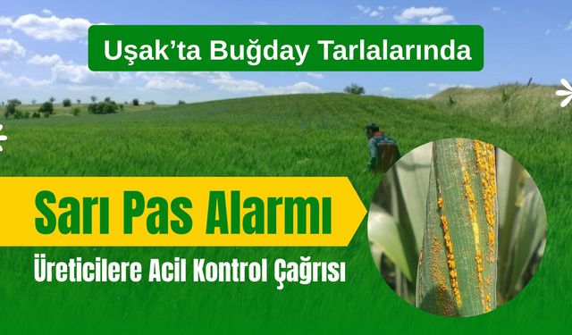 Uşak’ta Buğday Tarlalarında Sarı Pas Alarmı, Üreticilere Acil Kontrol Çağrısı