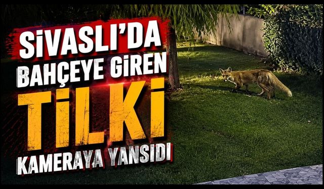 Sivaslı'da Bahçeye Giren Tilki Kameraya Yansıdı