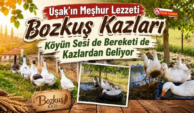 Uşak’ın Meşhur Lezzeti Bozkuş Kazları, Köyün Sesi de Bereketi de Kazlardan Geliyor