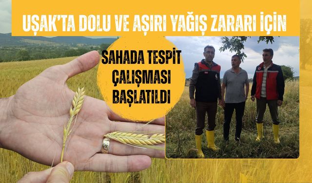 Uşak’ta Dolu ve Aşırı Yağış Zararı İçin Sahada Tespit Çalışması Başlatıldı