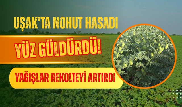 Uşak'ta Nohut Hasadı Yüz Güldürdü! Yağışlar Rekolteyi Artırdı