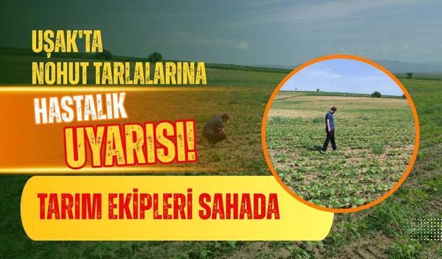 Uşak'ta Nohut Tarlalarına Hastalık Uyarısı! Tarım Ekipleri Sahada
