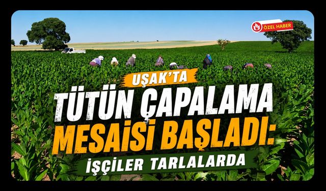 Uşak’ta Tütün Çapalama Mesaisi Başladı: İşçiler Tarlalarda
