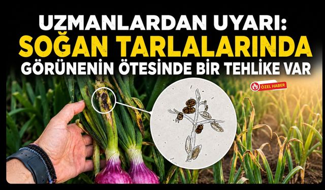 Uzmanlardan Uyarı! Soğan Tarlalarında Görünenin Ötesinde Bir Tehlike Var
