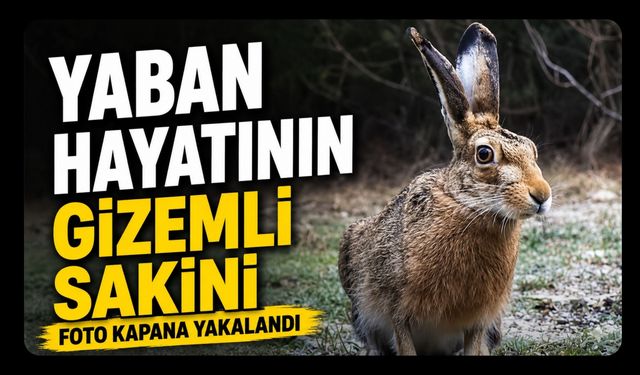 Yaban Hayatının Gizemli Sakini Foto Kapana Yakalandı