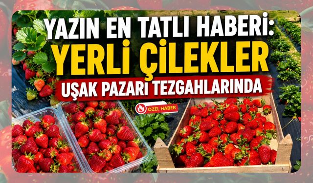 Yazın En Tatlı Haberi, Yerli Çilekler Uşak Pazarı Tezgahlarında