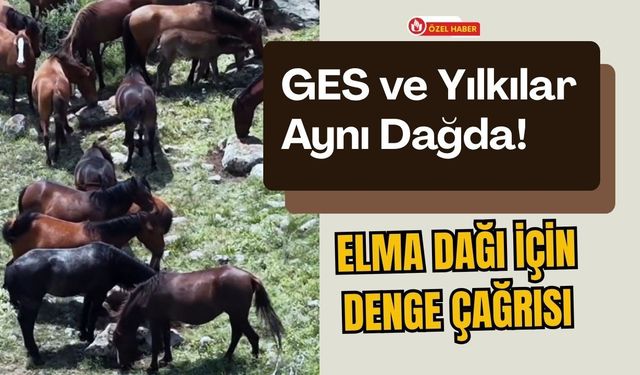 GES ve Yılkılar Aynı Dağda! Elma Dağı İçin Denge Çağrısı