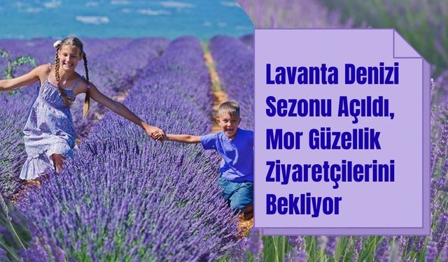 Lavanta Denizi'nde Mor Güzellik Ziyaretçilerini Bekliyor