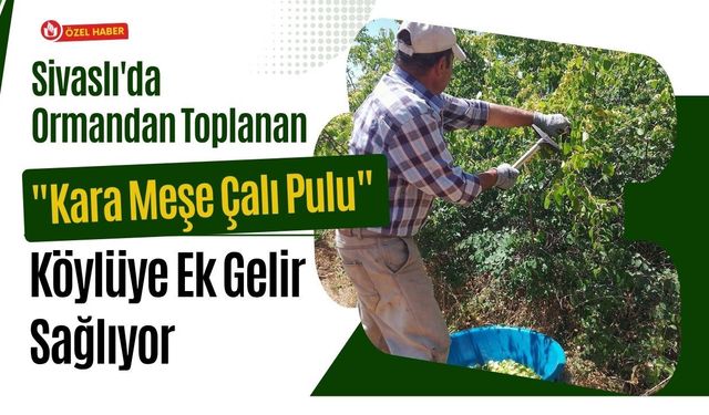 Sivaslı'da Ormandan Toplanan "Kara Meşe Çalı Pulu" Köylüye Ek Gelir Sağlıyor