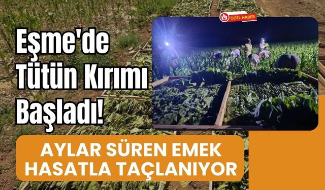 Eşme'de Tütün Kırımı Başladı! Aylar Süren Emek Hasatla Taçlanıyor