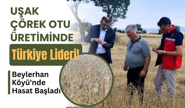 Uşak Çörek Otu Üretiminde Türkiye Lideri! Beylerhan Köyü'nde Hasat Başladı
