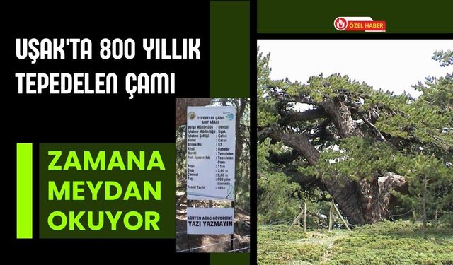 Uşak'ta 800 Yıllık Tepedelen Çamı Zamana Meydan Okuyor