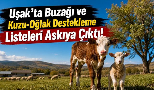Uşak'ta Buzağı ve Kuzu-Oğlak Destekleme Listeleri Askıya Çıktı! Yetiştiricilere Kontrol Uyarısı