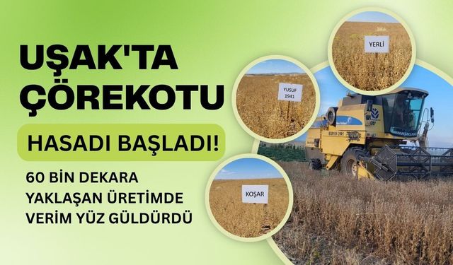 Uşak'ta Çörekotu Hasadı Başladı! 60 Bin Dekara Yaklaşan Üretimde Verim Yüz Güldürdü