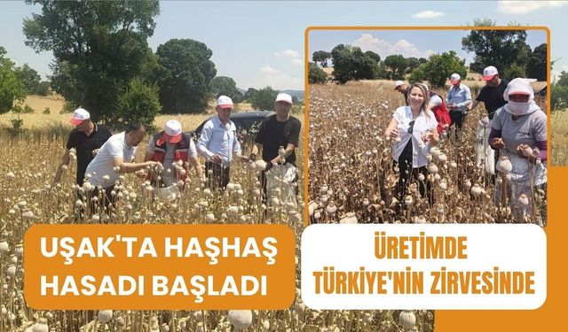 Uşak'ta Haşhaş Hasadı Başladı, Üretimde Zirvedeyiz