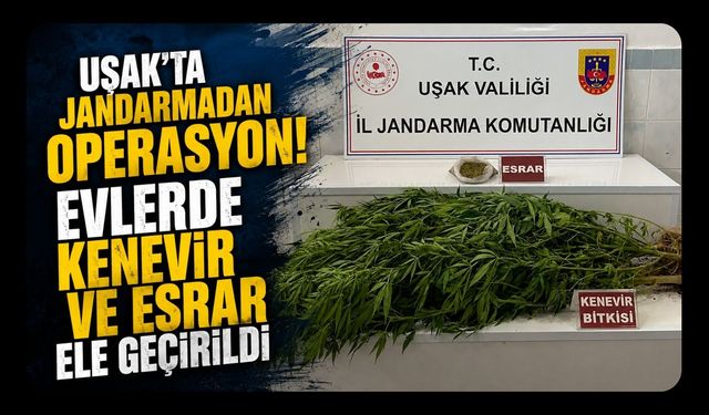 Uşak'ta Jandarmadan Operasyon! Evlerde Kenevir ve Esrar Ele Geçirildi