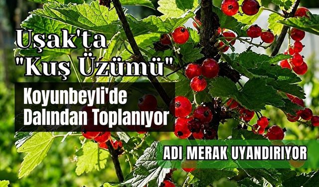 Uşak'ta "Kuş Üzümü" Koyunbeyli'de Dalından Toplanıyor, Adı Merak Uyandırıyor