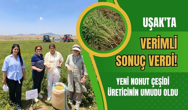Uşak'ta Verimli Sonuç Verdi! Yeni Nohut Çeşidi Üreticinin Umudu Oldu