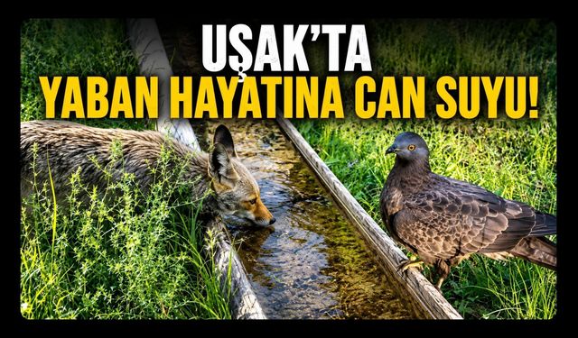 Uşak'ta Yaban Hayatına Can Suyu! Doğaya Su Tekneleri Yerleştiriliyor