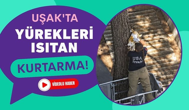 Uşak'ta Yürekleri Isıtan Kurtarma! Ağaçta Mahsur Kalan Kedi İtfaiyenin Şefkatli Elleriyle Kurtarıldı