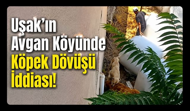 Uşak’ın Avgan Köyünde Köpek Dövüşü İddiası!