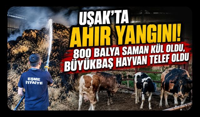 Uşak'ta Ahır Yangını! 800 Balya Saman Kül Oldu, Büyükbaş Hayvan Telef Oldu
