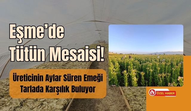 Eşme’de Tütün Mesaisi! Üreticinin Aylar Süren Emeği Tarlada Karşılık Buluyor