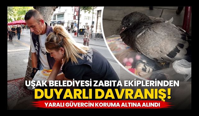 Uşak Belediyesi Zabıta Ekiplerinden Duyarlı Davranış! Yaralı Güvercin Koruma Altına Alındı