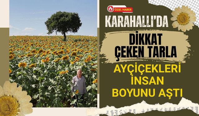 Karahallı’da Dikkat Çeken Tarla, Ayçiçekleri İnsan Boyunu Aştı