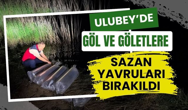 Ulubey’de Göl ve Göletlere Sazan Yavruları Bırakıldı