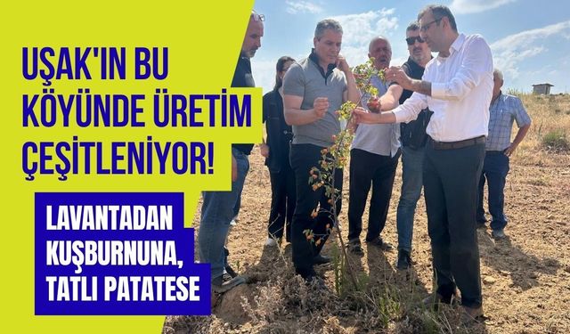 Uşak'ın Bu Köyünde Üretim Çeşitleniyor! Lavantadan Kuşburnuna, Tatlı Patatese