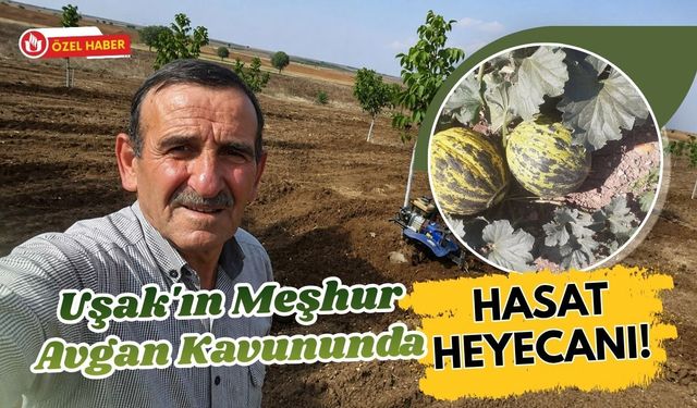 Uşak'ın Meşhur Avgan Kavununda Hasat Heyecanı! Kışlık Kavunlar Gün Sayıyor