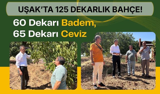 Uşak’ta 125 Dekarlık Bahçe! 60 Dekarı Badem, 65 Dekarı Ceviz