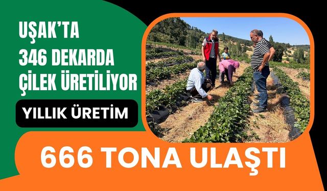 Uşak’ta 346 Dekarda Çilek Üretiliyor, Yıllık Üretim 666 Tona Ulaştı