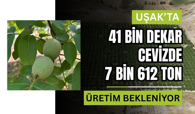 Uşak’ta 41 Bin Dekar Cevizde 7 Bin 612 Ton Üretim Bekleniyor