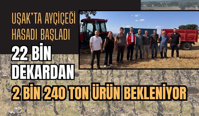 Uşak’ta Ayçiçeği Hasadı Başladı, 22 Bin Dekardan 2 Bin 240 Ton Ürün Bekleniyor