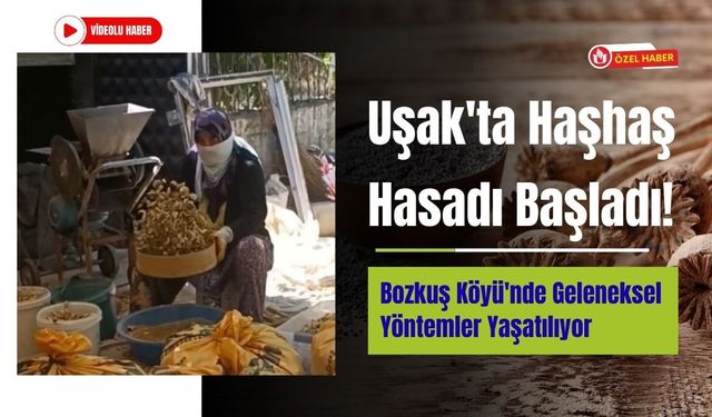 Uşak'ta Haşhaş Hasadı Başladı! Bozkuş Köyü'nde Geleneksel Yöntemler Yaşatılıyor