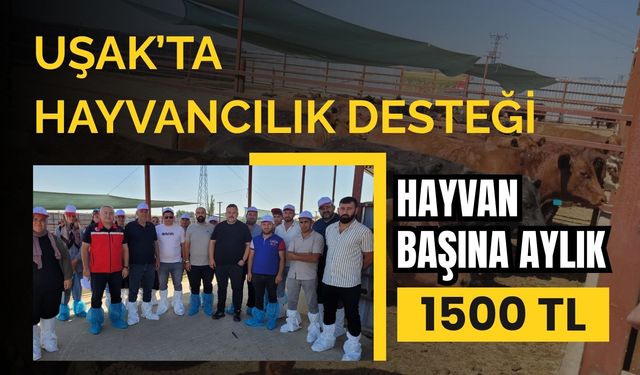 Uşak’ta Hayvancılık Desteği, Hayvan Başına Aylık 1500 TL