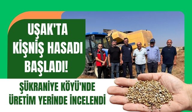 Uşak'ta Kişniş Hasadı Başladı! Şükraniye Köyü'nde Üretim Yerinde İncelendi