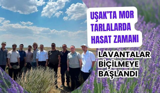 Uşak’ta Mor Tarlalarda Hasat Zamanı, Lavantalar Biçilmeye Başlandı