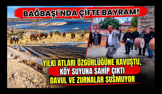Bağbaşı'nda Çifte Bayram! Yılkı Atları Özgürlüğüne Kavuştu, Köy Suyuna Sahip Çıktı, Davul ve Zurnalar Susmuyor