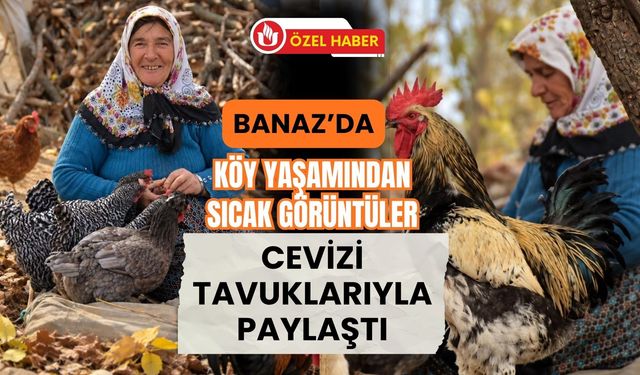 Banaz’da Köy Yaşamından Sıcak Görüntüler, Cevizi Tavuklarıyla Paylaştı