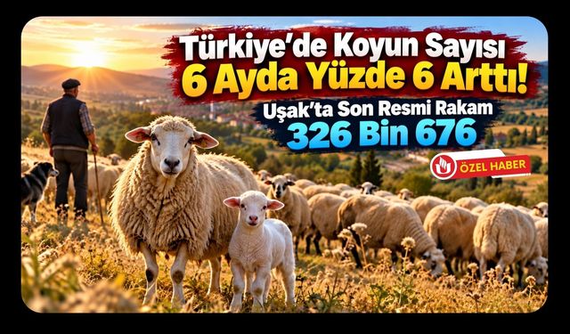 Türkiye'de Koyun Sayısı 6 Ayda Yüzde 6 Arttı! Uşak'ta Son Resmi Rakam 326 Bin 676