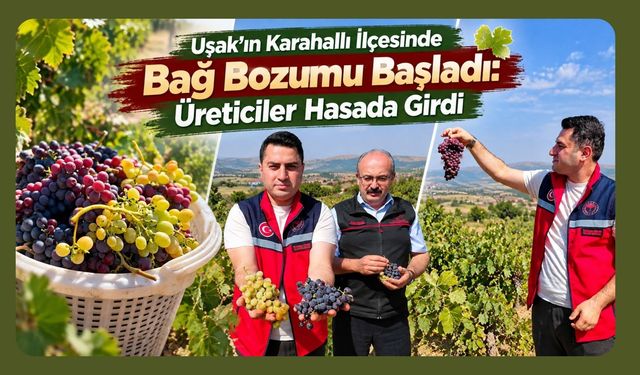 Uşak’ın Karahallı İlçesinde Bağ Bozumu Başladı: Üreticiler Hasada Girdi