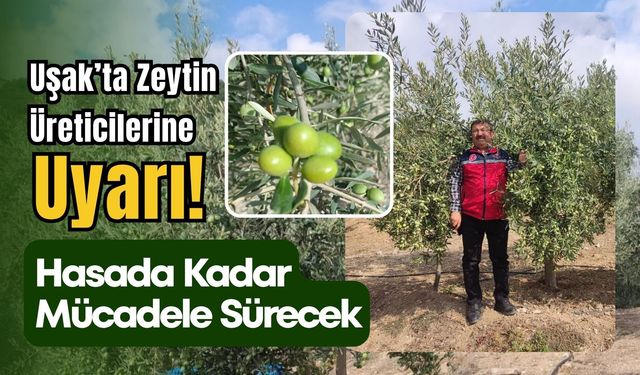 Uşak’ta Zeytin Üreticilerine Uyarı! Hasada Kadar Mücadele Sürecek