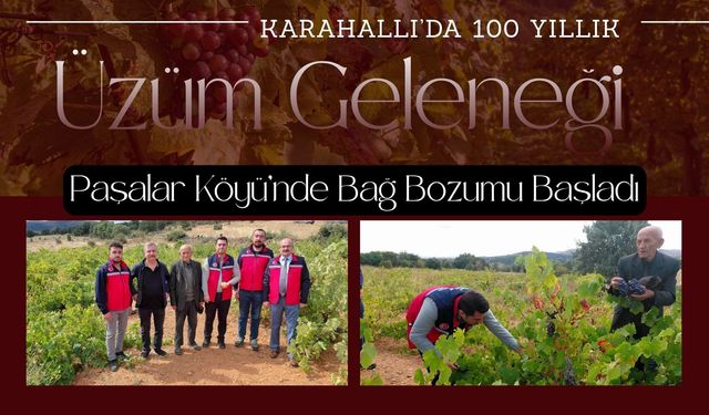 Karahallı’da 100 Yıllık Üzüm Geleneği, Paşalar Köyü’nde Bağ Bozumu Başladı