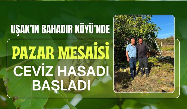 Uşak’ın Bahadır Köyü’nde Pazar Mesaisi, Ceviz Hasadı Başladı