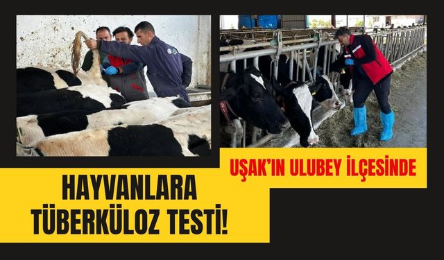 Uşak’ın Ulubey İlçesinde Hayvanlara Tüberküloz Testi! Kan Örnekleri Alındı